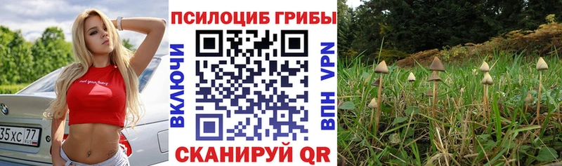 Купить Котово Галлюциногенные грибы MAGIC MUSHROOMS